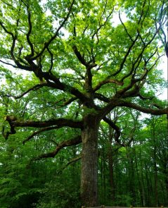 Chene des Hindres Tree